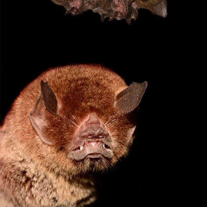 Temor por los murciélagos y el contagio del coronavirus